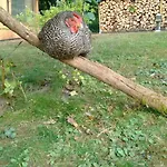 Citynahe Festung Ehrenbreitstein 65m² Mit Grossem Garten * Koblenz (Rhineland-Palatinate)