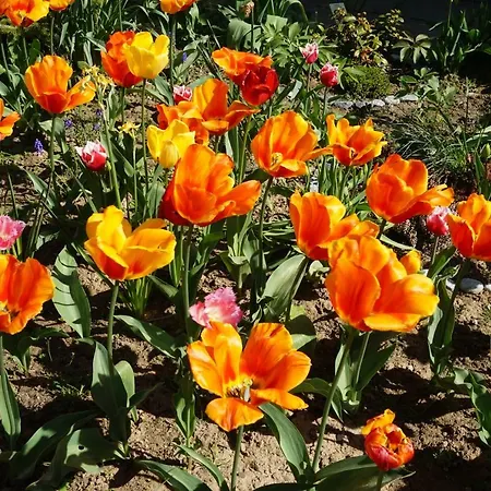 Citynahe Festung Ehrenbreitstein 65m² Mit Grossem Garten Апартаменты *