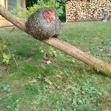 Citynahe Festung Ehrenbreitstein 65m² Mit Grossem Garten * Кобленц