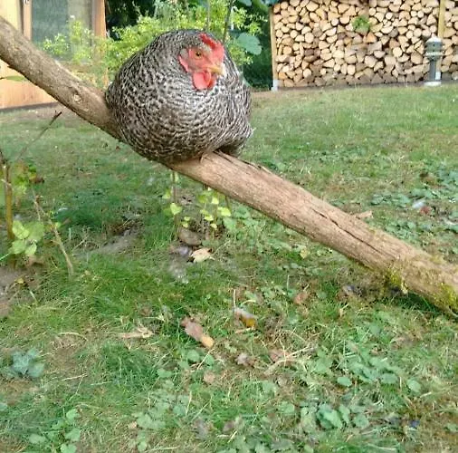 Citynahe Festung Ehrenbreitstein 65m² Mit Grossem Garten * Koblencja
